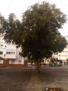 arboltorcido